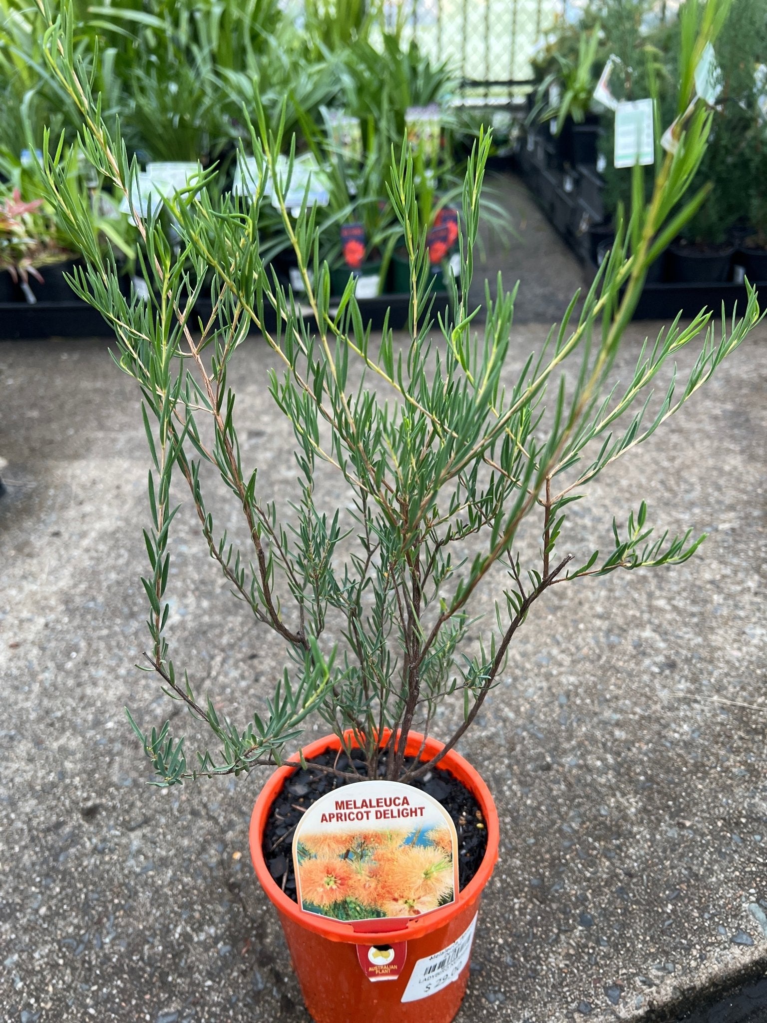 Melaleuca 'Apricot Delight' - Ladybird Nursery