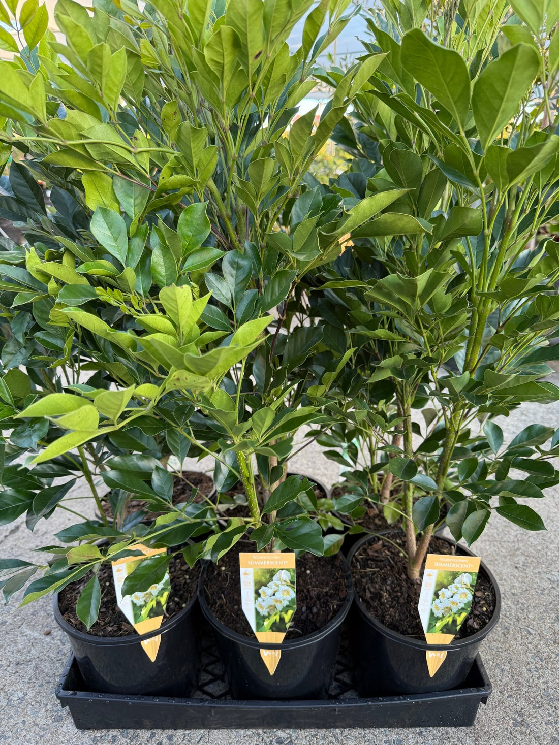 Radermachera Summerscent ™ - Ladybird Nursery