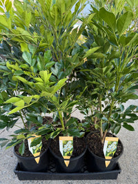 Radermachera Summerscent ™ - Ladybird Nursery