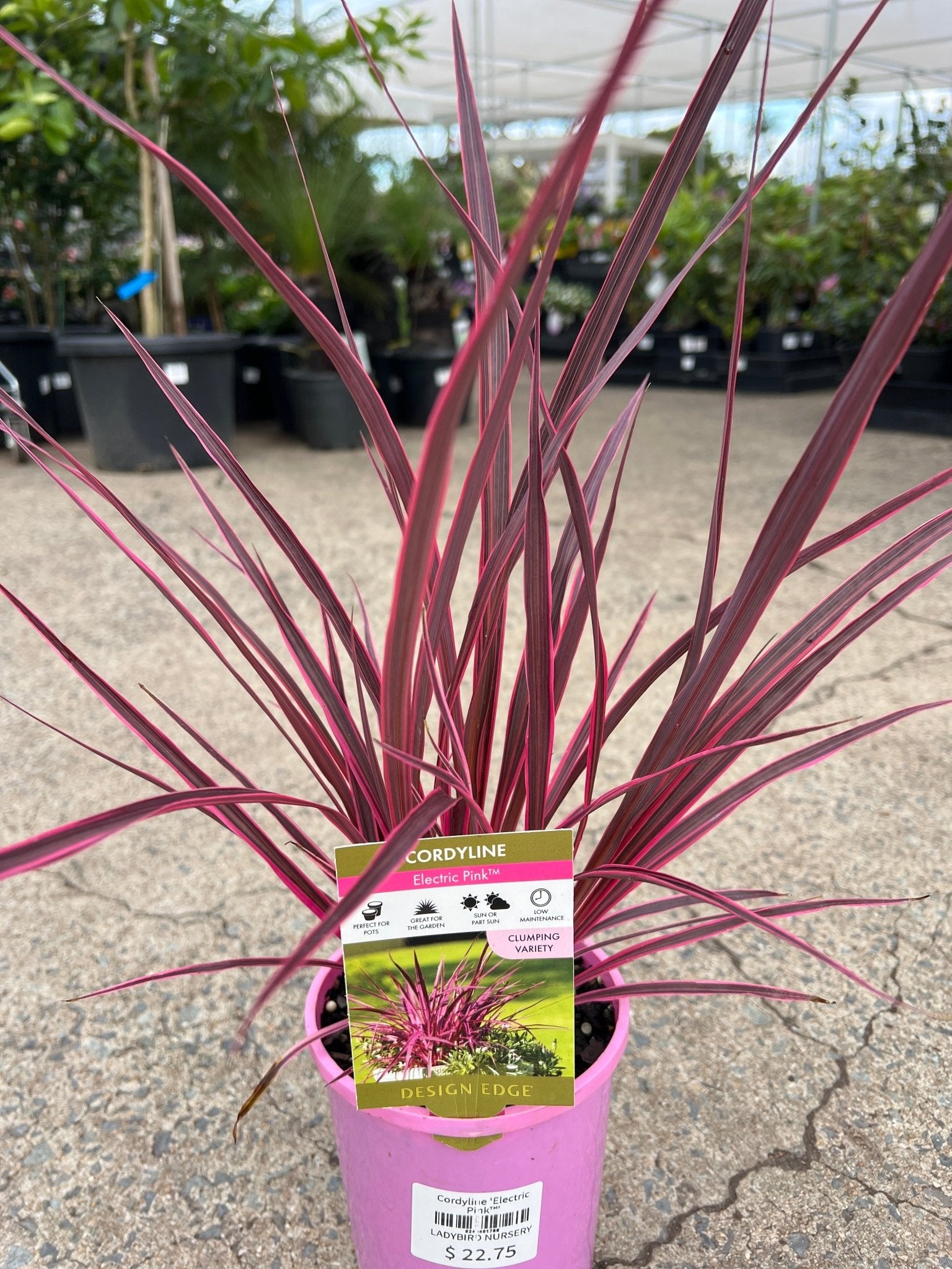 Cordyline 'Electric Pink™' - Ladybird Nursery