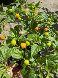 Chilli ‘Aji Charapita’ - Ladybird Nursery