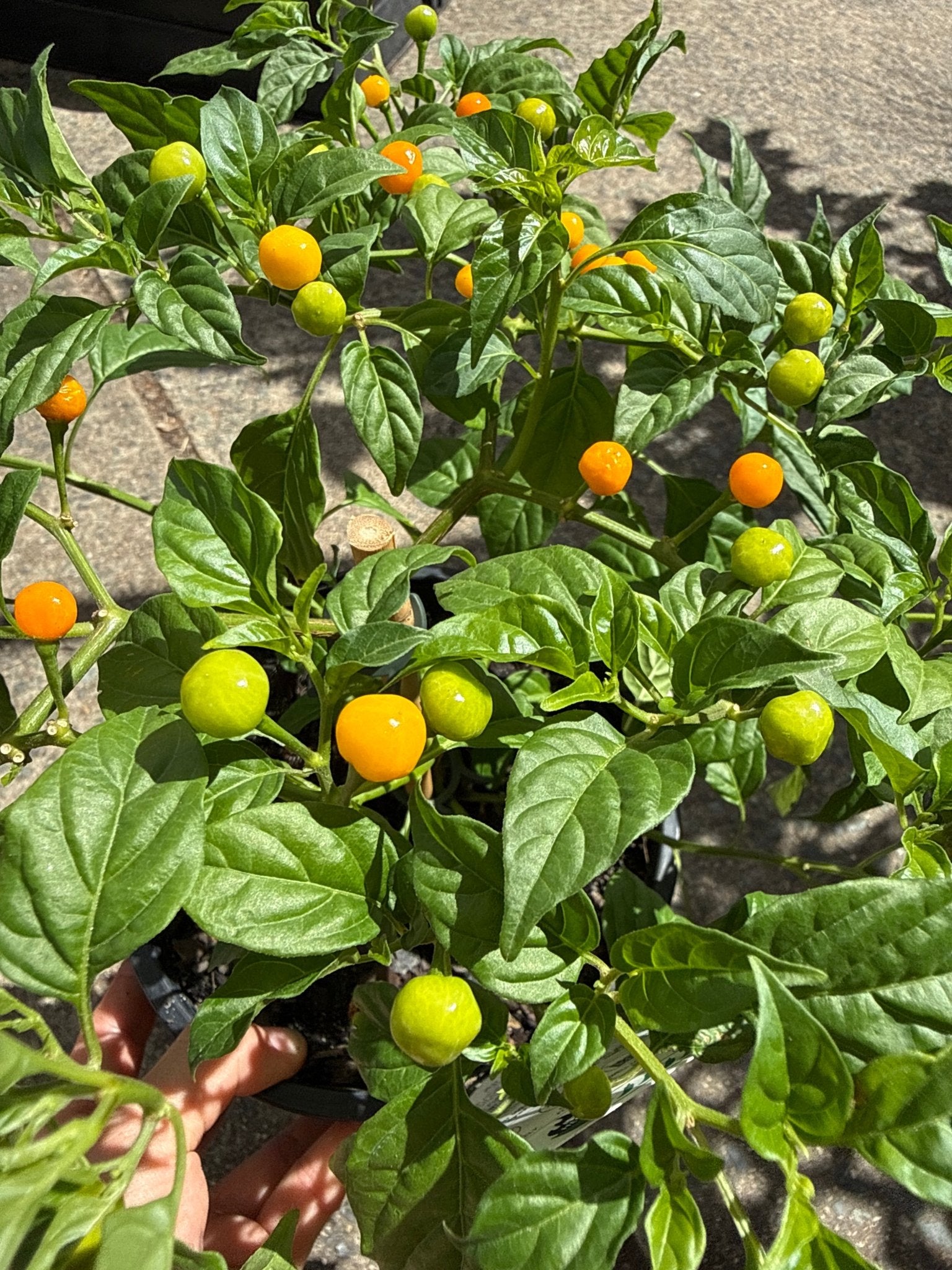 Chilli ‘Aji Charapita’ - Ladybird Nursery