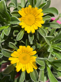 Asteriscus maritimus 'Teris Yellow Improved' - Ladybird Nursery