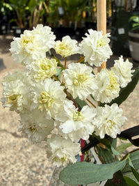 Spirea Double White May (Spiraea) - Ladybird Nursery