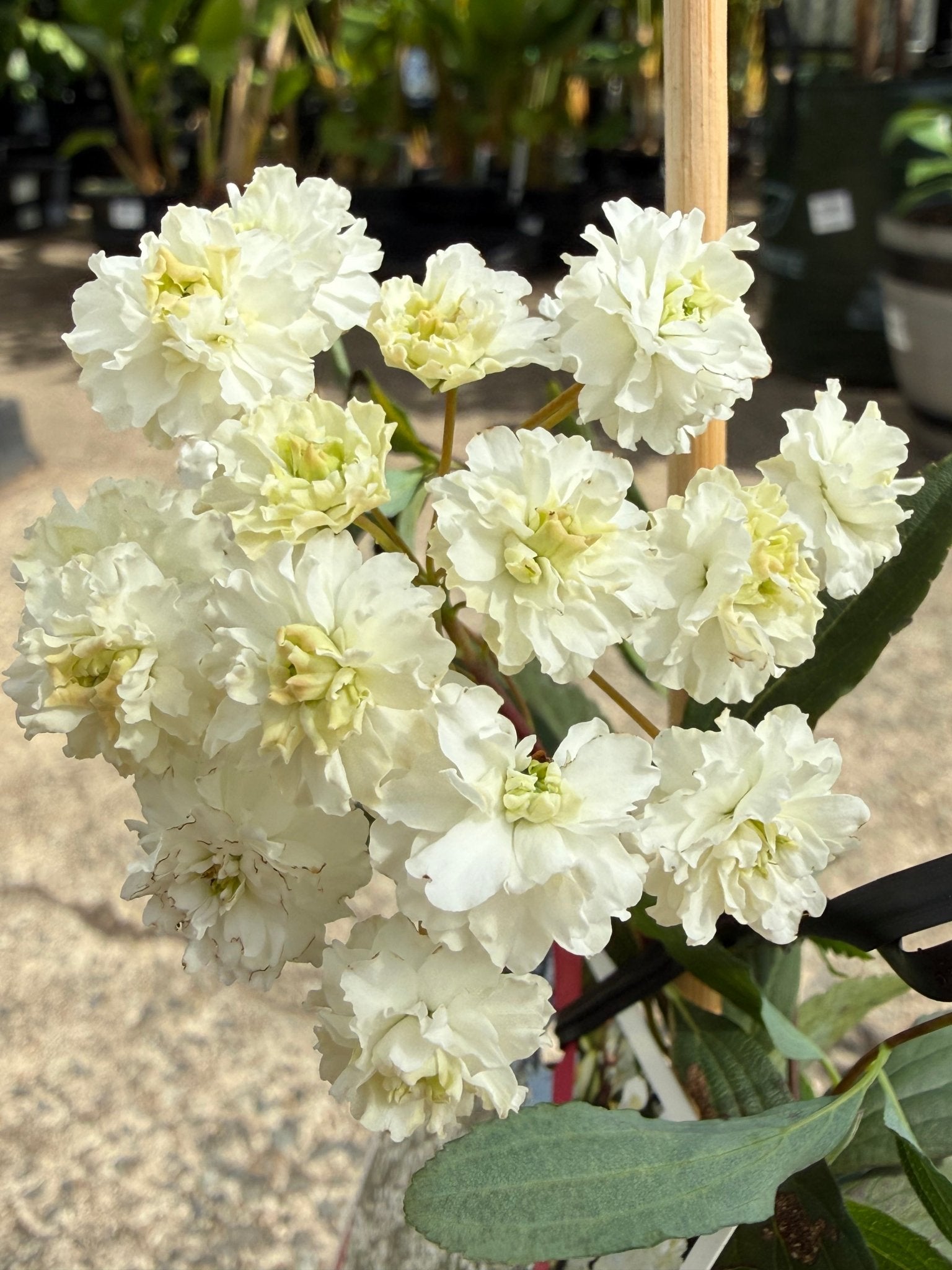 Spirea Double White May (Spiraea) - Ladybird Nursery