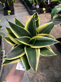 Snake Plant 'Hahnii Gold' (Sansevieria Trifasciata) - Ladybird Nursery