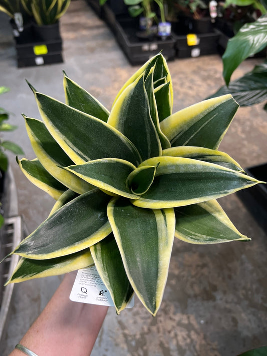 Snake Plant 'Hahnii Gold' (Sansevieria Trifasciata) - Ladybird Nursery