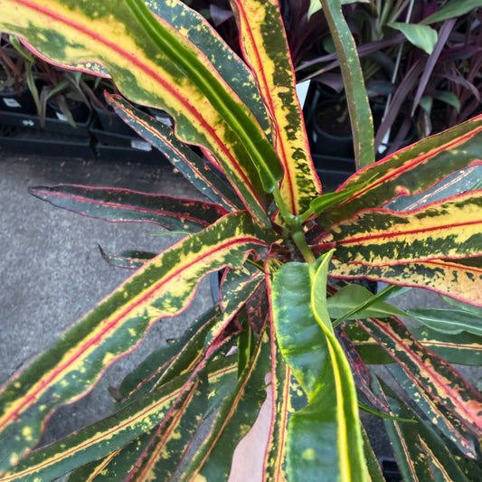 Croton 'Firecracker' - Ladybird Nursery