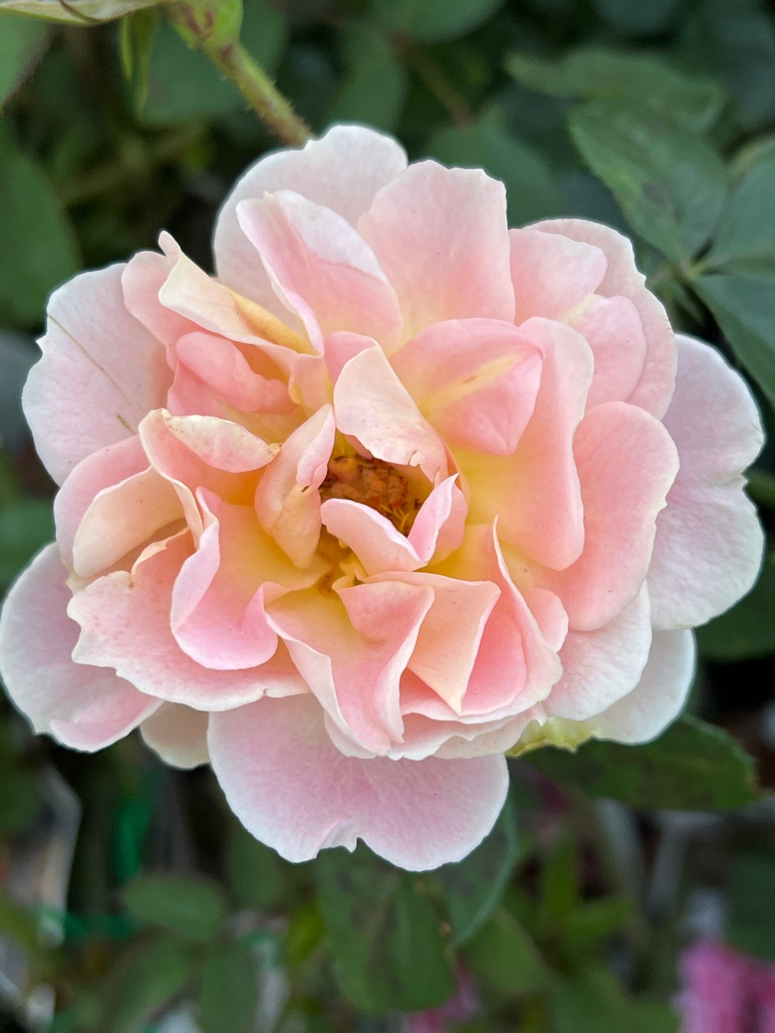 Rose 'Peach Profusion' - Ladybird Nursery