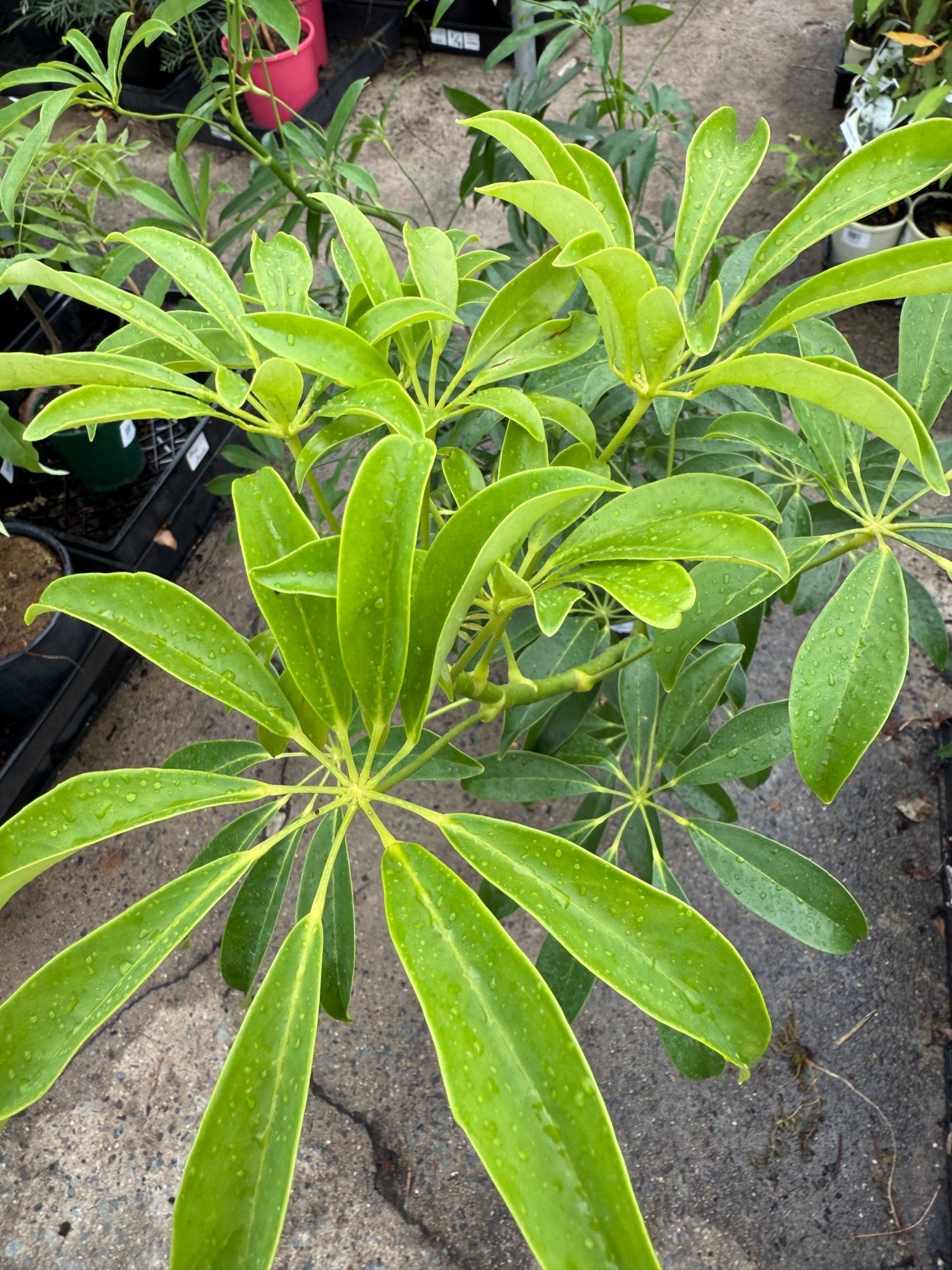 Dwarf Umbrella Plant (Schefflera arboricola) - Ladybird Nursery