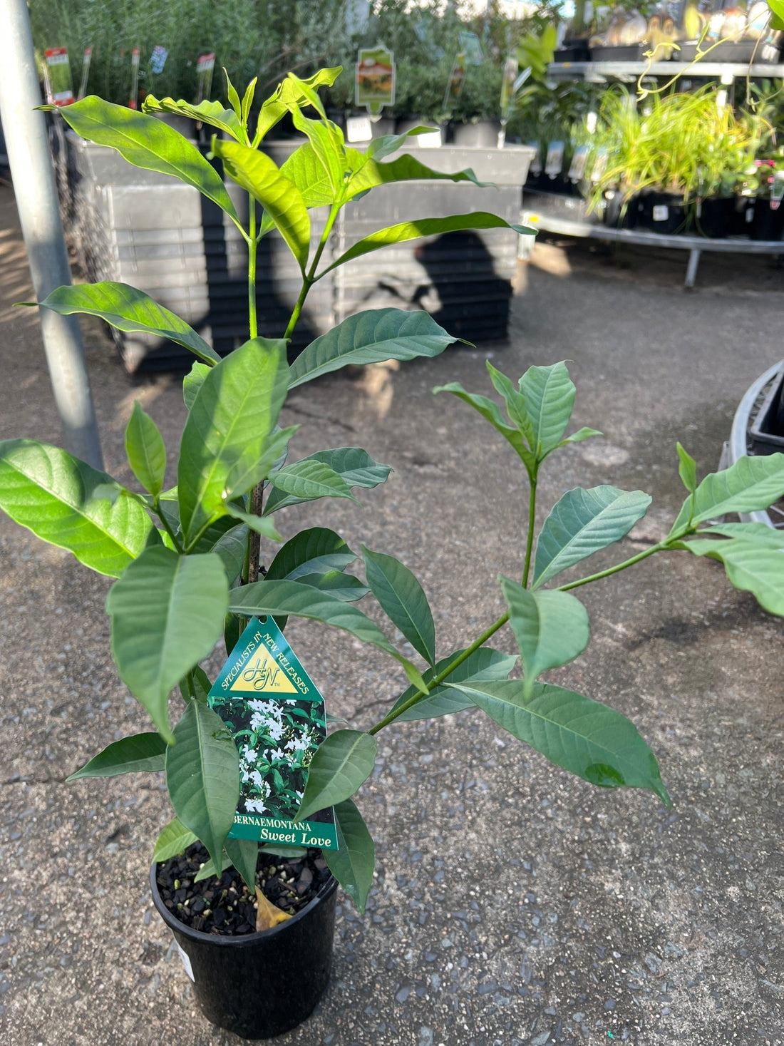Tabernaemontana ‘Sweet Love’ - Ladybird Nursery