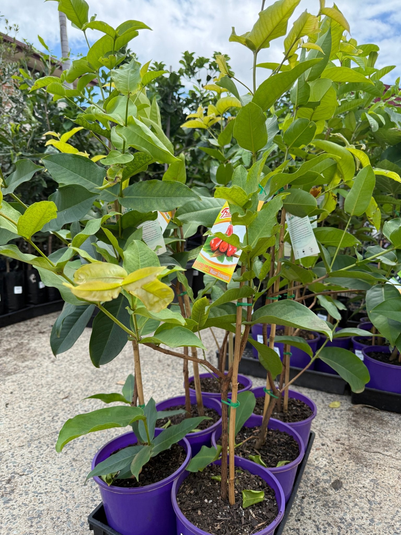 Wax Jambu 'Water Roseapple' (Syzygium aqueum) - Ladybird Nursery