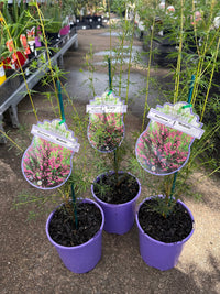Boronia 'Mirabelle' - Ladybird Nursery