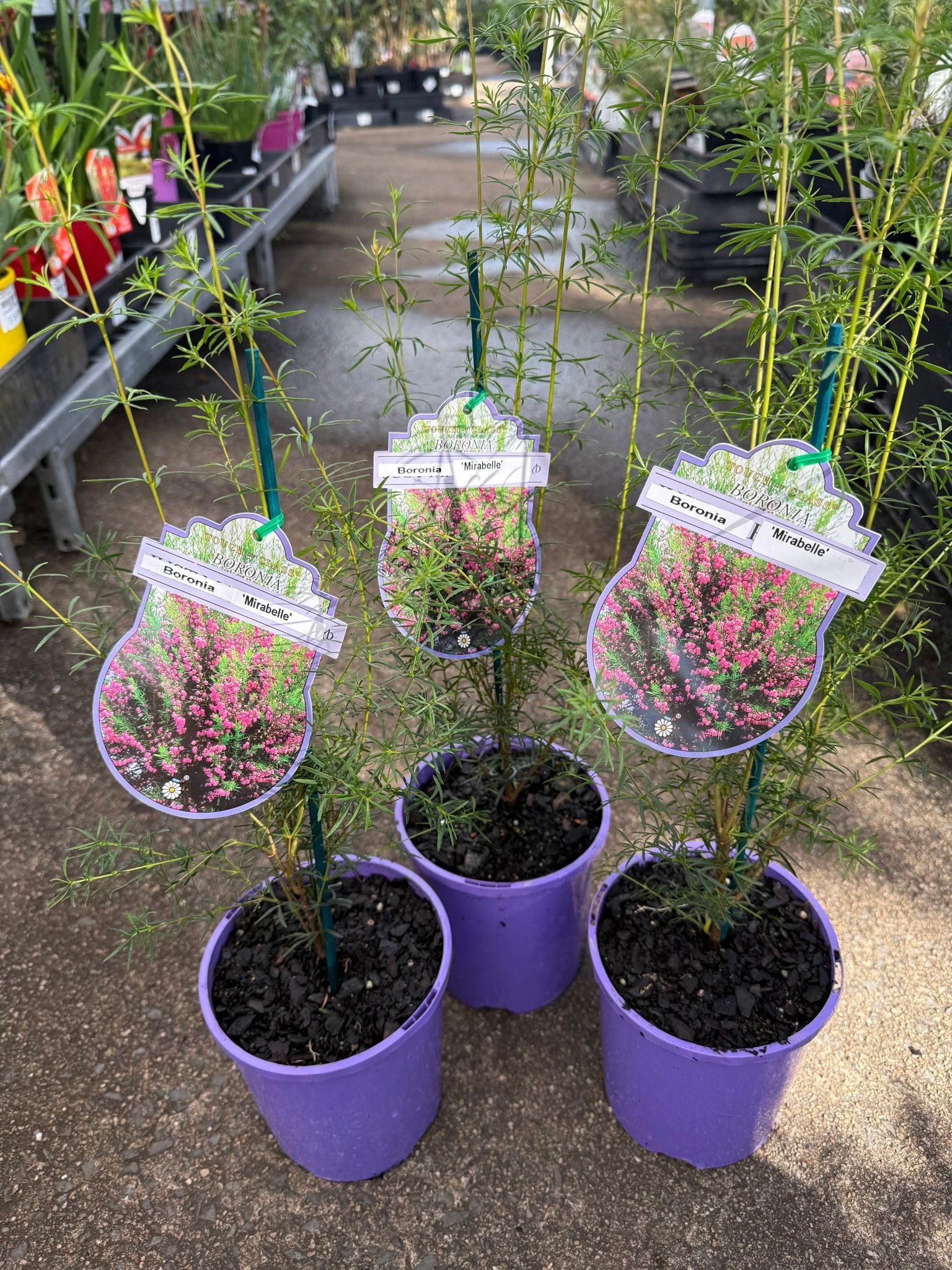 Boronia 'Mirabelle' - Ladybird Nursery