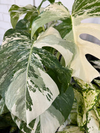 Monstera deliciosa var. borsigiana ‘Albo Variegata’ - Ladybird Nursery