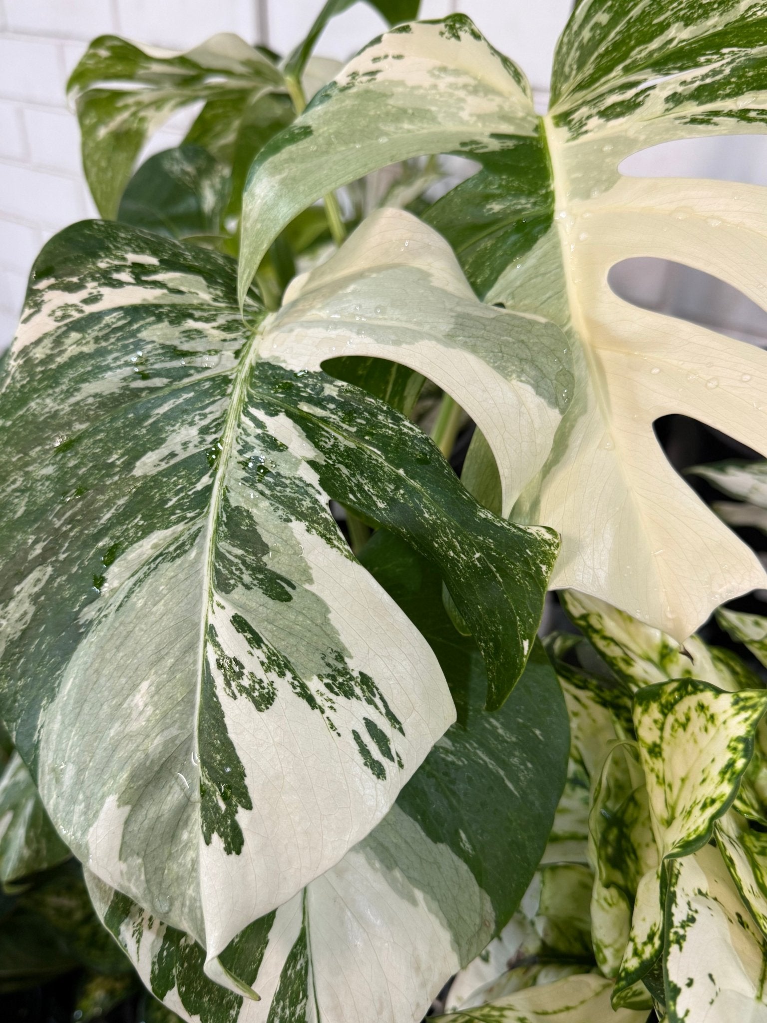 Monstera deliciosa var. borsigiana ‘Albo Variegata’ - Ladybird Nursery