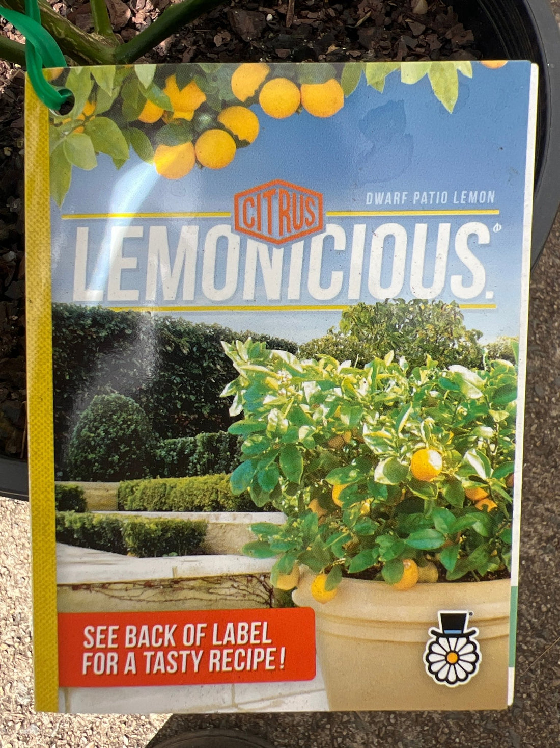 Dwarf Lemon 'Lemonicious' (QLD only) - Ladybird Nursery