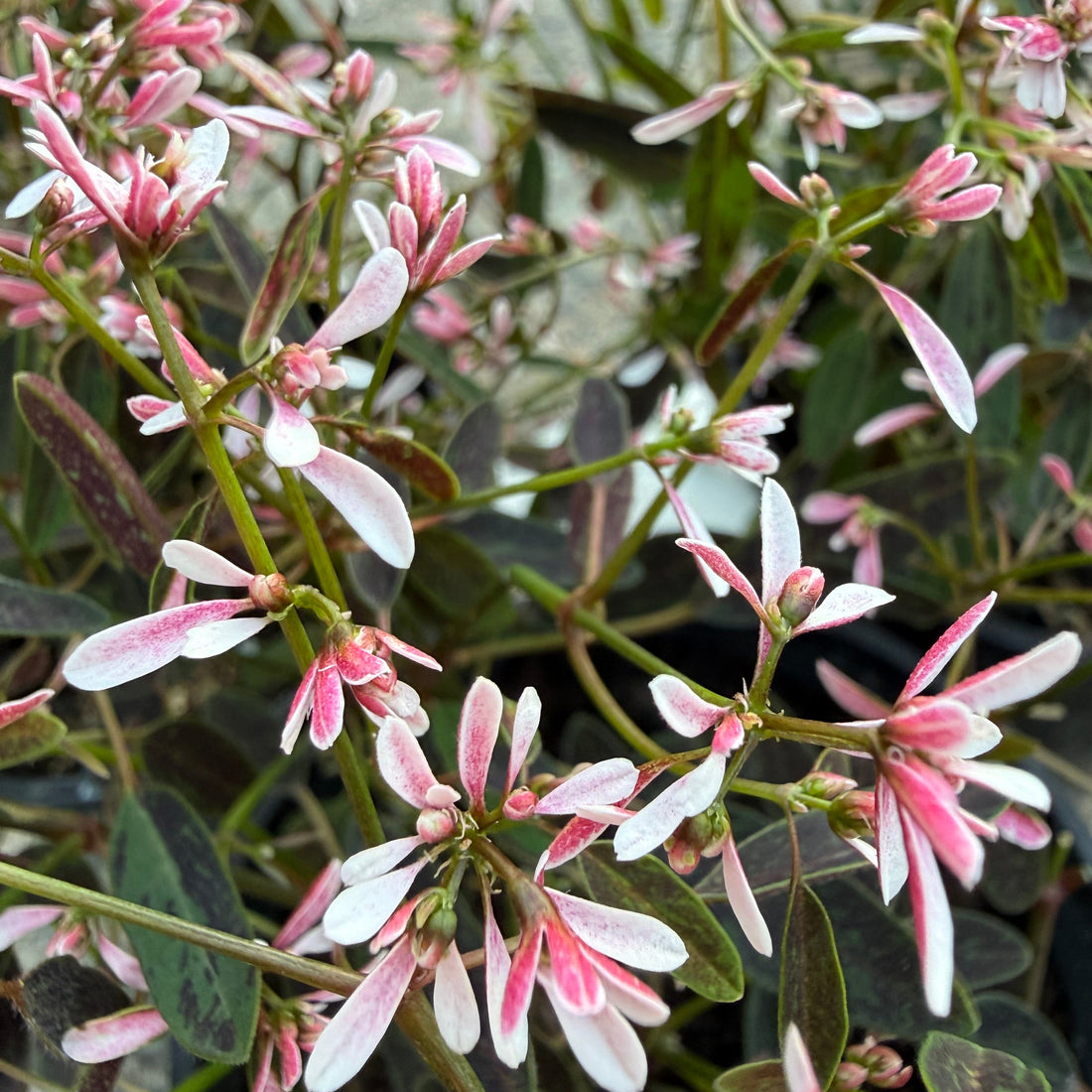 Spurge 'Starblast Pink' (Euphorbia)