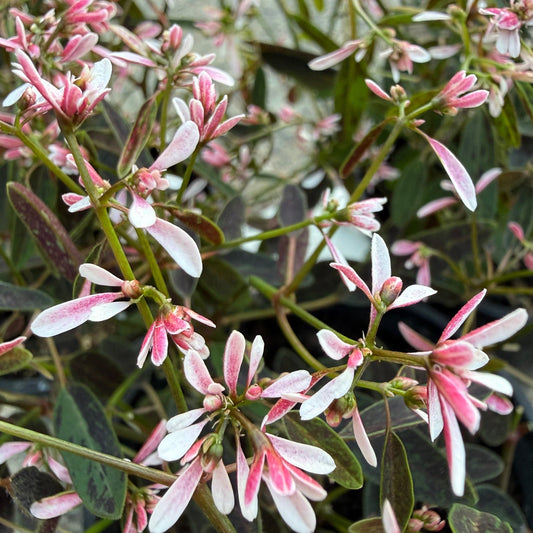 Spurge 'Starblast Pink' (Euphorbia) - Ladybird Nursery