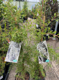 Leptospermum Pacific Beauty (Leptospermum polygalifolium) - Ladybird Nursery