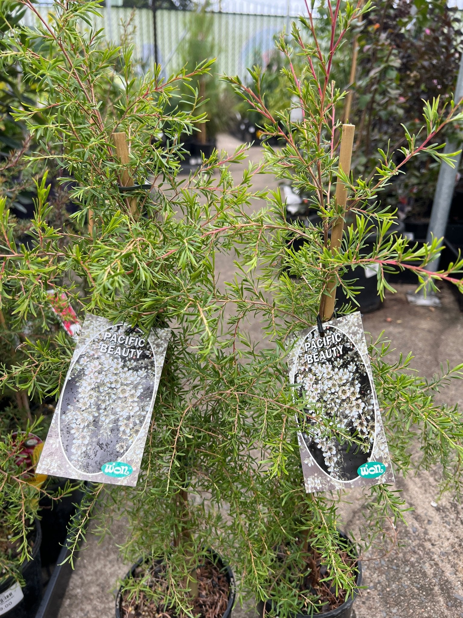 Leptospermum Pacific Beauty (Leptospermum polygalifolium) - Ladybird Nursery