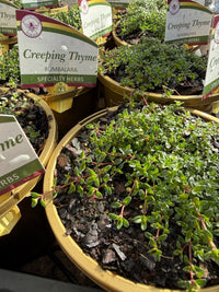 Thyme 'Creeping' (Thymus praecox) - Ladybird Nursery