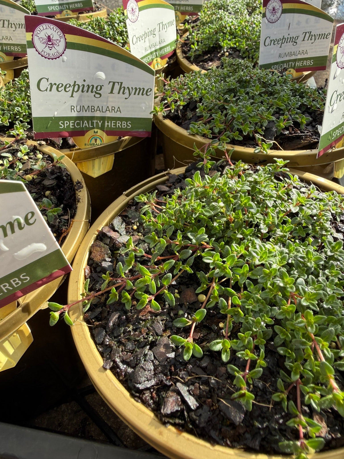 Thyme 'Creeping' (Thymus praecox) - Ladybird Nursery