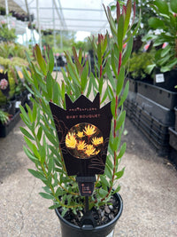 Leucadendron salignum 'Baby Bouquet’ - Ladybird Nursery