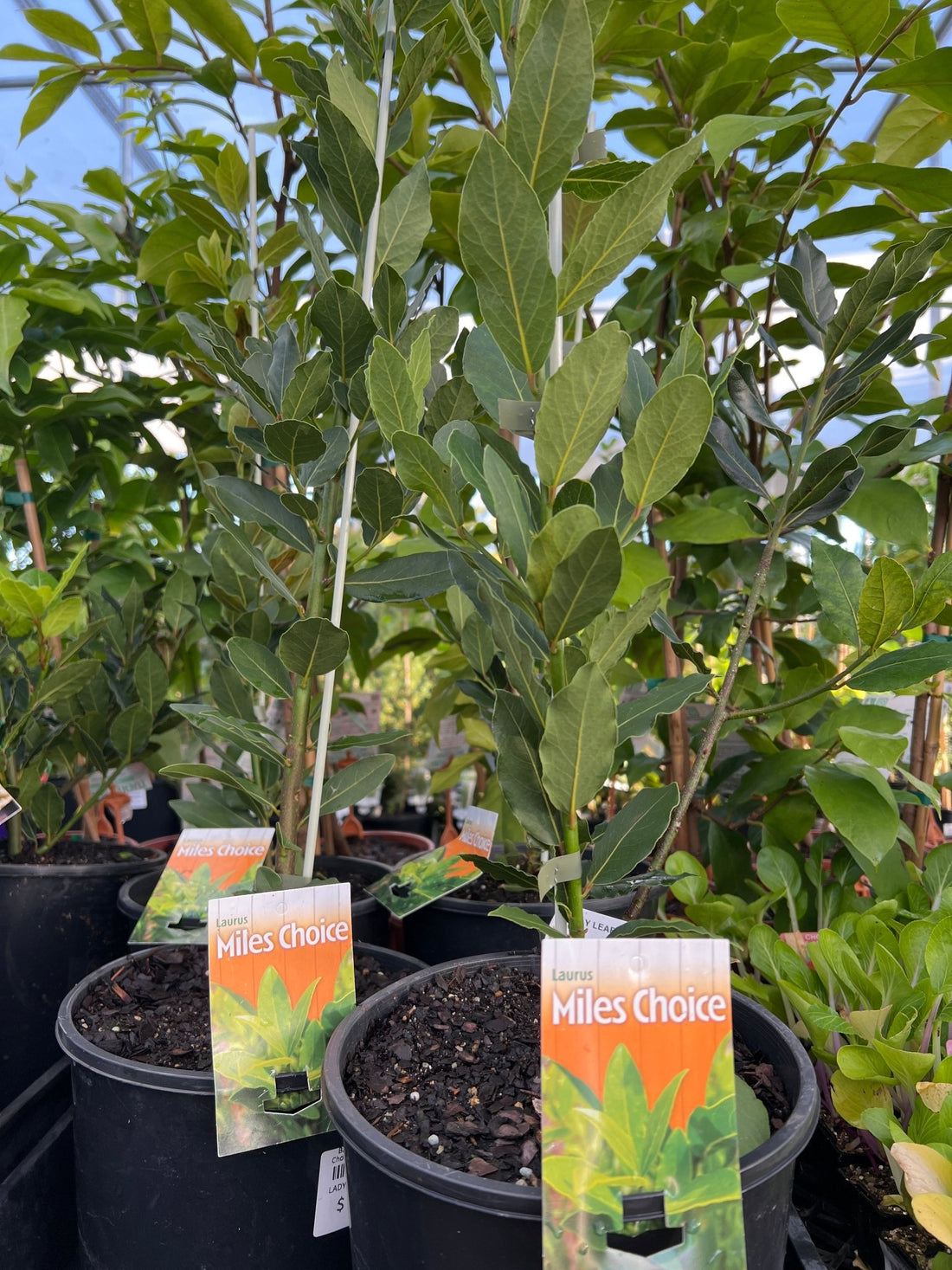 Bay Leaf Tree 'Miles Choice' (Laurus nobilis) - Ladybird Nursery