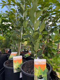 Bay Leaf Tree 'Miles Choice' (Laurus nobilis) - Ladybird Nursery