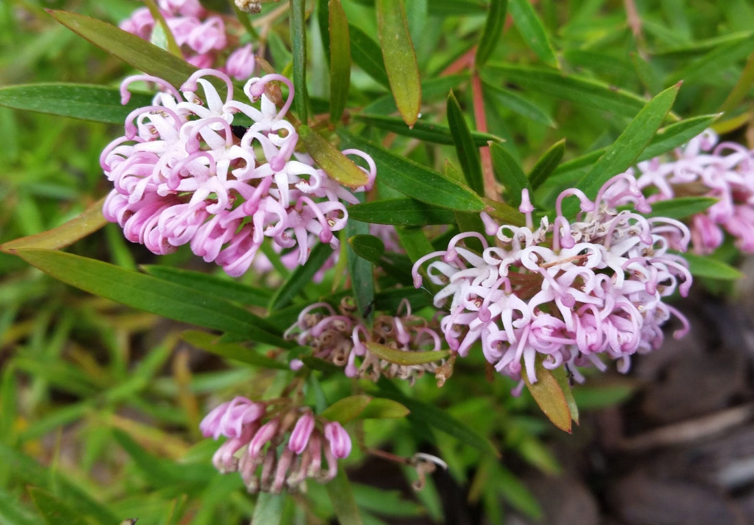 Grevillea Pink Midget - Ladybird Nursery