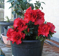 Azalea Elsa Karga - Ladybird Nursery