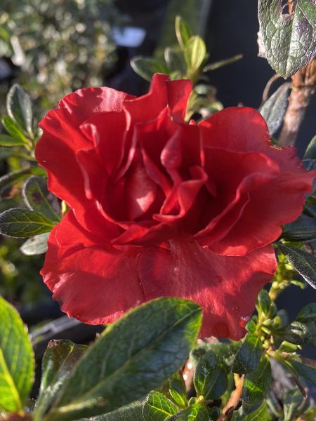 Azalea Elsa Karga - Ladybird Nursery