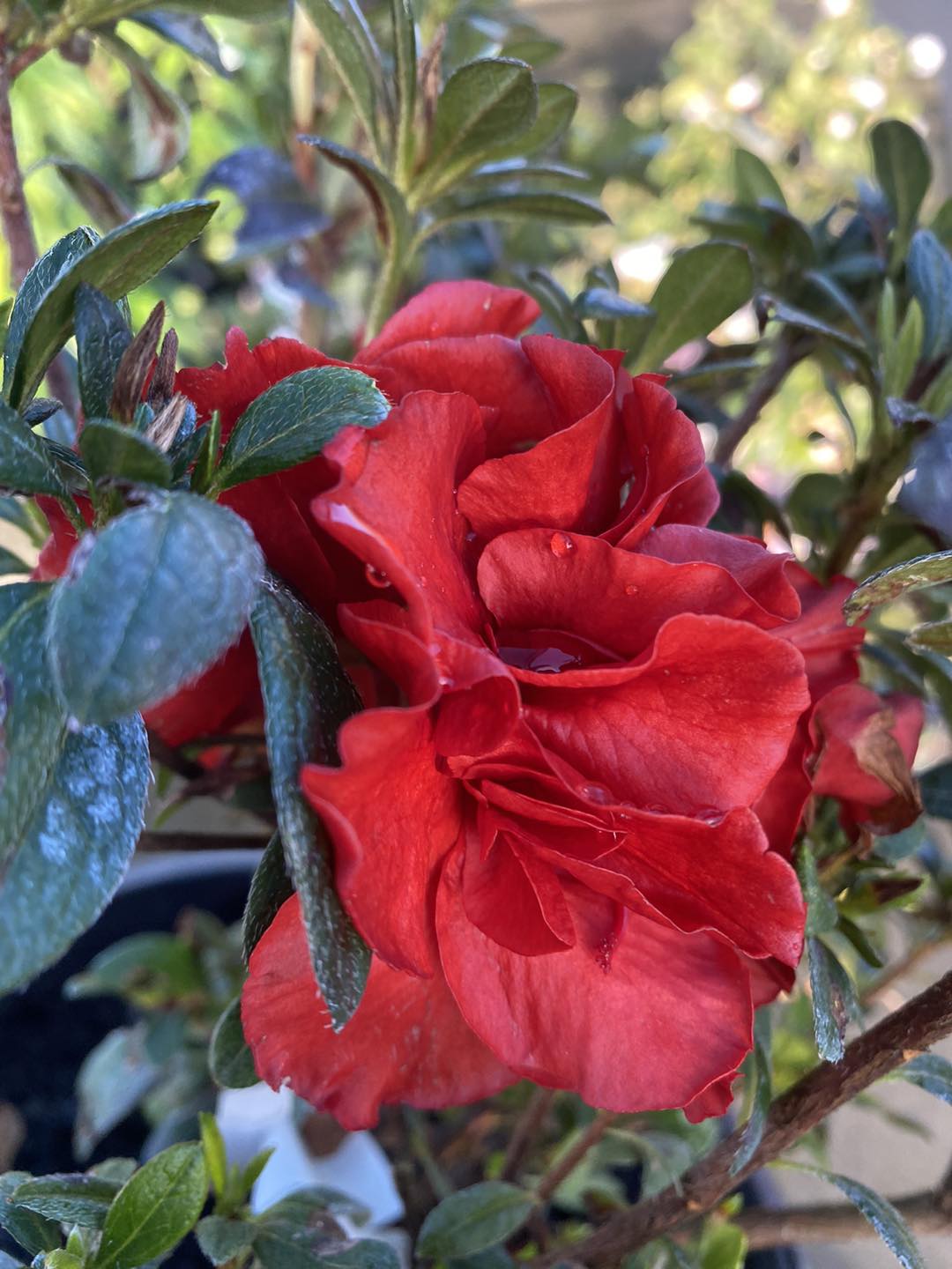 Azalea Elsa Karga - Ladybird Nursery
