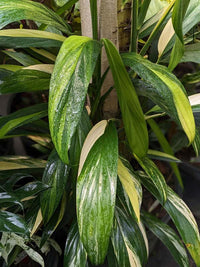 Pothos Variegated (Epipremnum amplissimum) - Ladybird Nursery