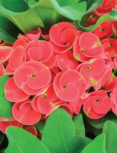 Red Siam Princess (Euphorbia Siam)