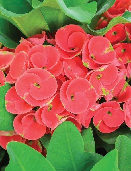 Red Siam Princess (Euphorbia Siam) - Ladybird Nursery