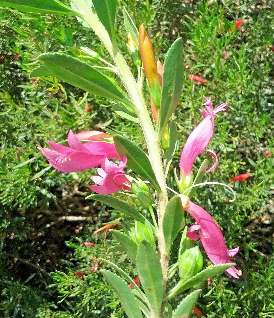 Spiked Emu Bush (Eremophila calorhabdos) - Ladybird Nursery