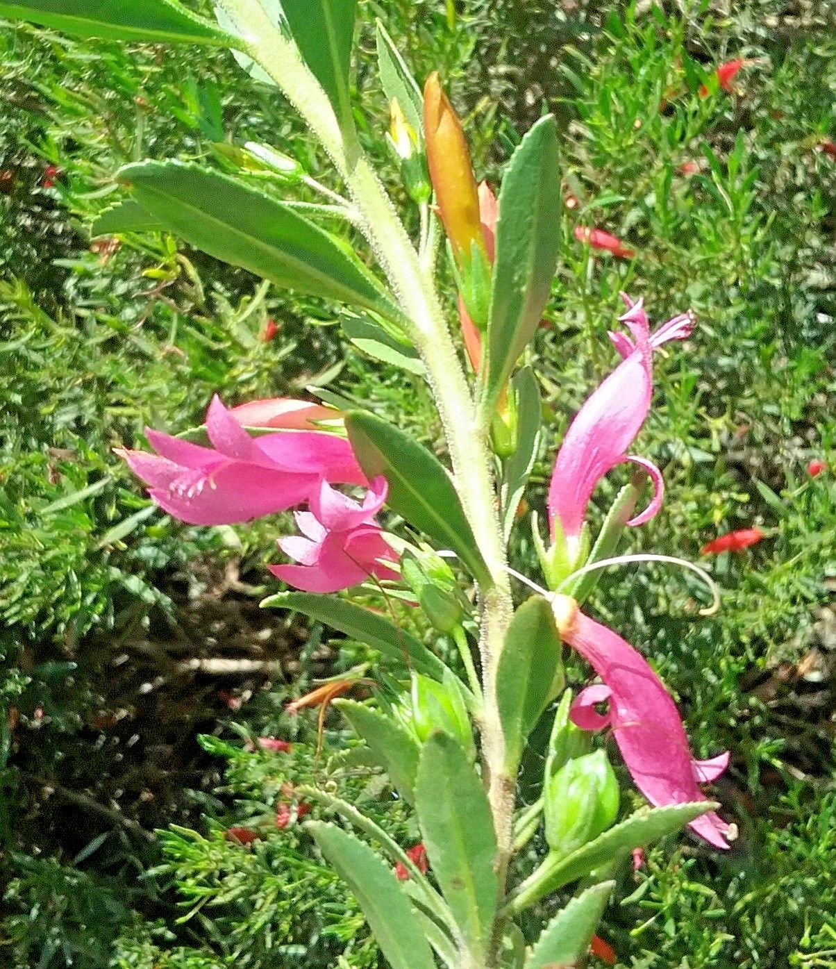 Spiked Emu Bush (Eremophila calorhabdos) - Ladybird Nursery