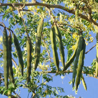 Drumstick Tree (Moringa oleifera) 200mm pot (PICKUP ONLY) - Ladybird Nursery