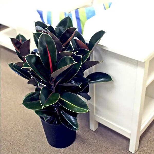Decora Rubber Plant (Ficus elastica)