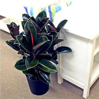 Decora Rubber Plant (Ficus elastica) - Ladybird Nursery