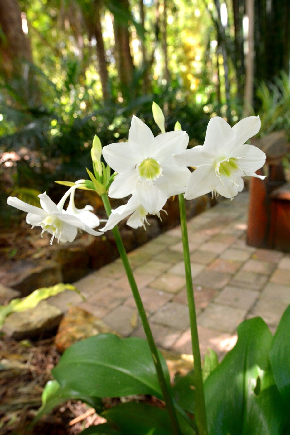 Amazon Lily (Eucharis grandiflora)