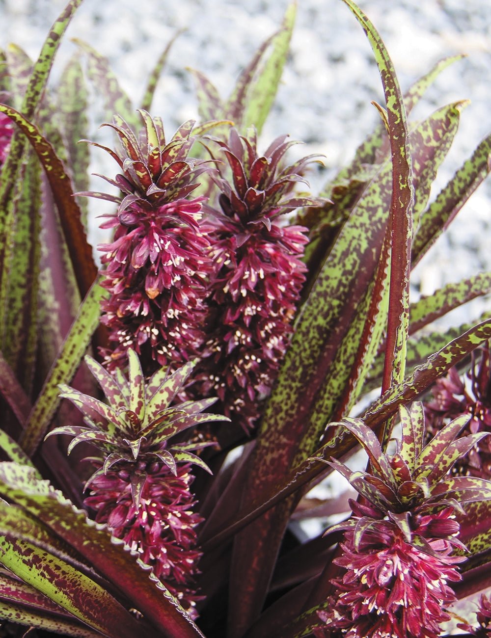 Dark Star Pineapple Lily (Eucomis zambesiaca) - Ladybird Nursery