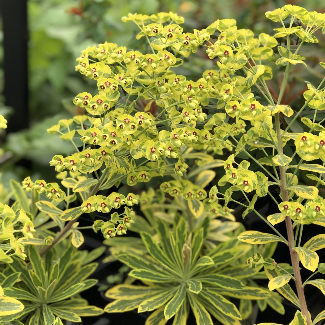 Rainbow Spurge (Euphorbia Ascot) - Ladybird Nursery