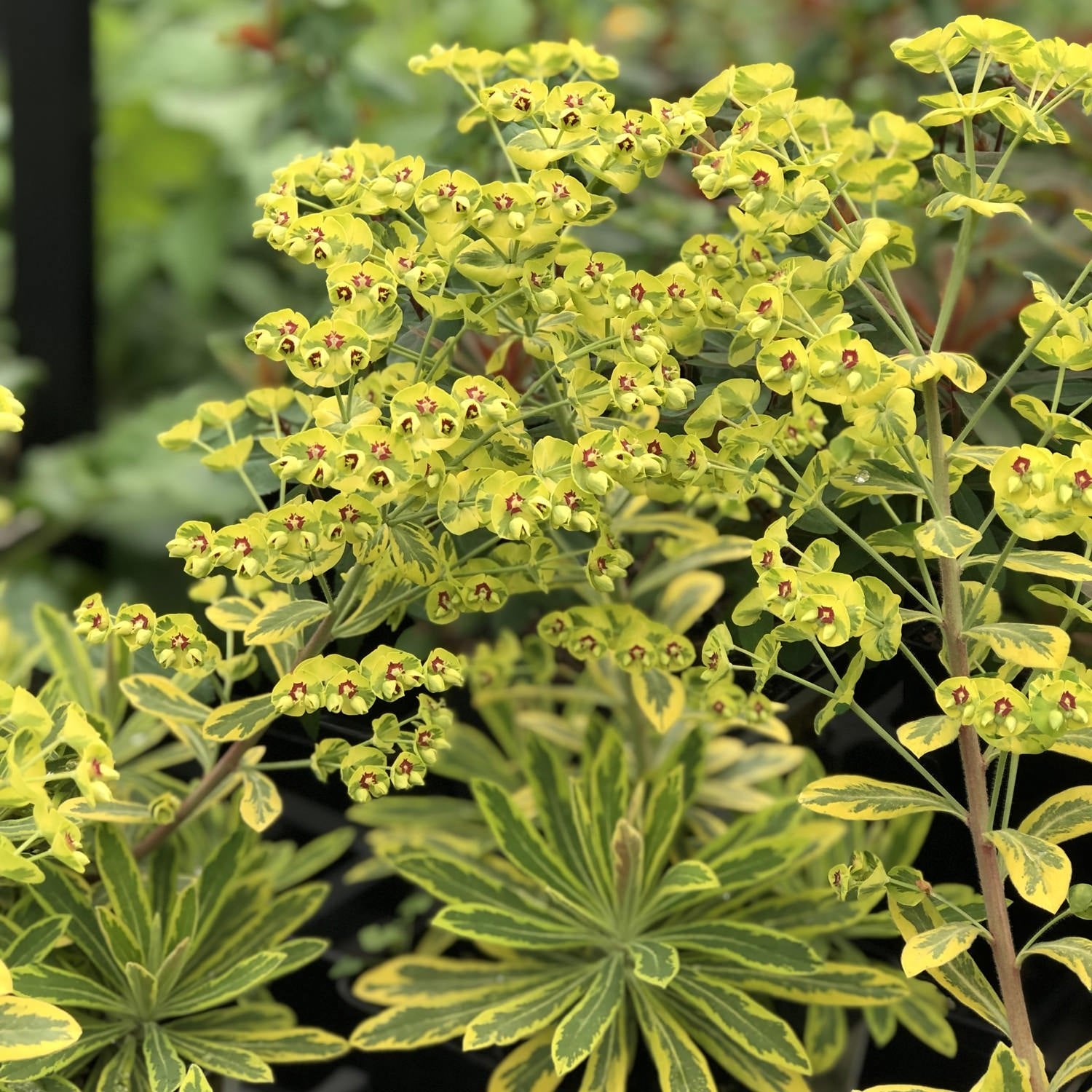 Rainbow Spurge (Euphorbia Ascot) - Ladybird Nursery