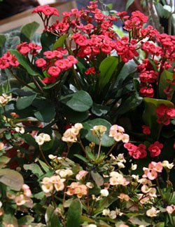 Somona Crown of Thorns (Euphorbia milii) - Ladybird Nursery