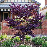 Eastern Redbud 'Forest Pansy' (Cercis canadensis) - Ladybird Nursery