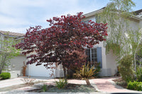 Eastern Redbud 'Forest Pansy' (Cercis canadensis) - Ladybird Nursery