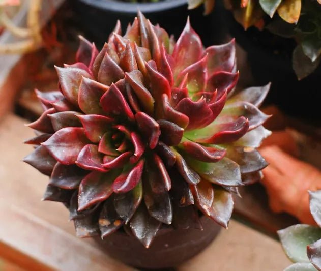 Hens and Chicks Prince (Echeveria Black) - Ladybird Nursery